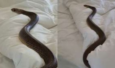 महिला के बिस्तर में छिपा हुआ था 6 फुट का जहरीला सांप लेकिन उसे नहीं थी कोई खबर, फिर...