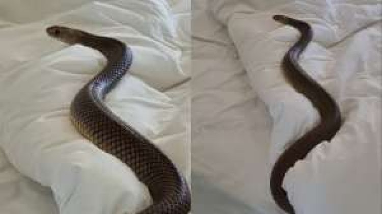 महिला के बिस्तर में छिपा हुआ था 6 फुट का जहरीला सांप लेकिन उसे नहीं थी कोई खबर, फिर...
