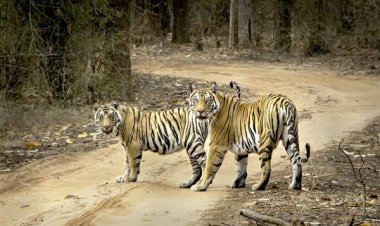 बाघों ने चुन लिया प्रकृति का सुन्दर स्थान - मध्यप्रदेश