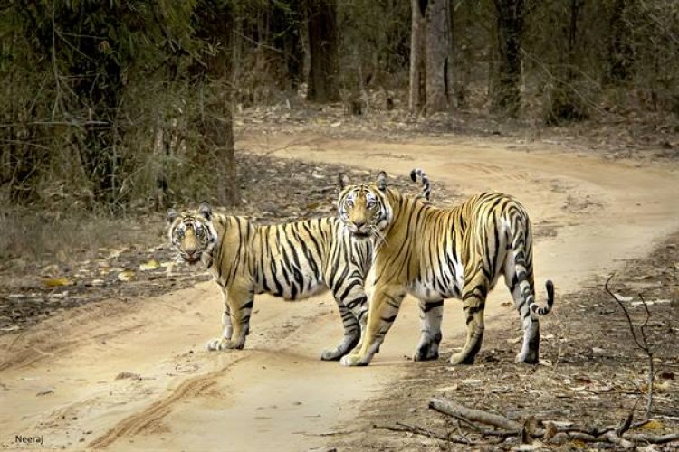 बाघों ने चुन लिया प्रकृति का सुन्दर स्थान - मध्यप्रदेश