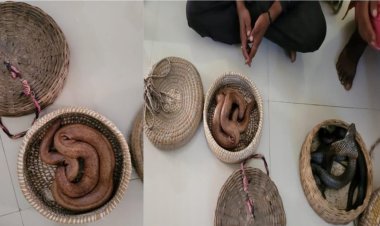 प्रतिबंधित वन्य जीव सर्प के प्रदर्शन करने वाले आरोपियों पर की कार्रवाई