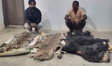 रायपुर : हाथी दांत, तेंदुआ और भालू की खाल तस्करी में पांच आरोपी गिरफ्तार