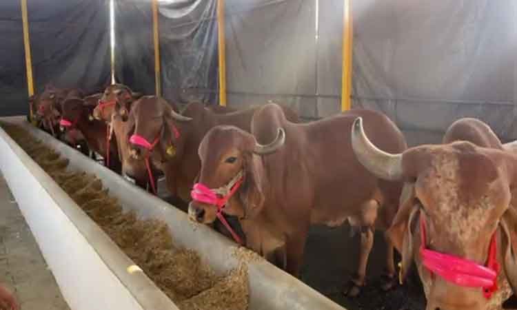 वाराणसीः पद्मश्री किसान ने गौशाला से देसी गायों का संरक्षण शुरू किया