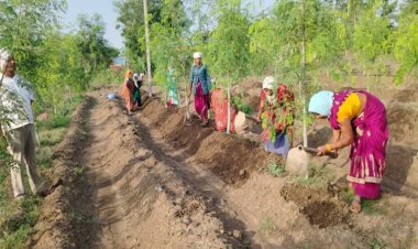 रायपुर : सुपर फुड मुनगा से कोकड़ी की महिलाओं को रही लाखों की कमाई