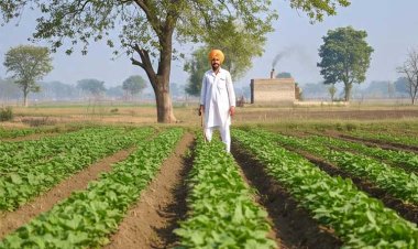 बिहार में MSP पर दलहन-तेलहन की होगी खरीद, बाजार मूल्य की अनिश्चितता से किसानों को मिलेगी राहत