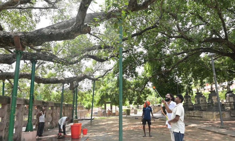 देहरादून के वैज्ञानिकों ने बोधगया में महाबोधि वृक्ष के स्वास्थ्य की जांच की